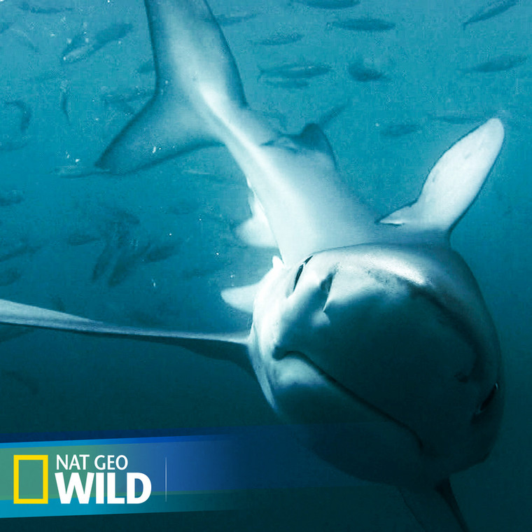 Tydzień z rekinami: "Atak rekina: zasadzka na turystów" w piątek 25 sierpnia w Nat Geo Wild