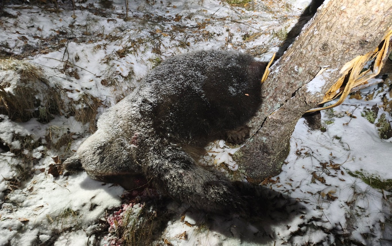 Aktivisti pripomenuli, že ochrana mláďat patrí medzi najsilnejšie inštinkty u medveďa. 