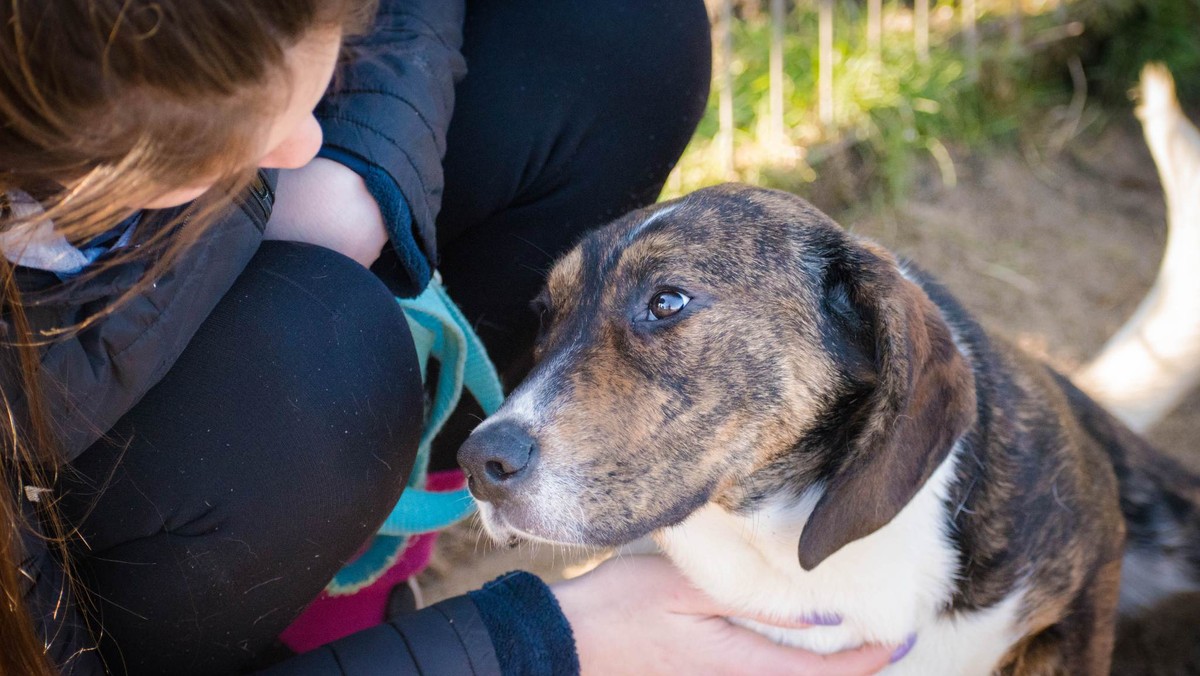 Założycielka OTOZ Animals opowiada o skali okrucieństwa wobec zwierząt w Polsce. Przeczytaj, dlaczego oprawcy pozostają bezkarni oraz co się jeszcze musi zmienić, by zmniejszyła się ilość cierpiących zwierząt. 