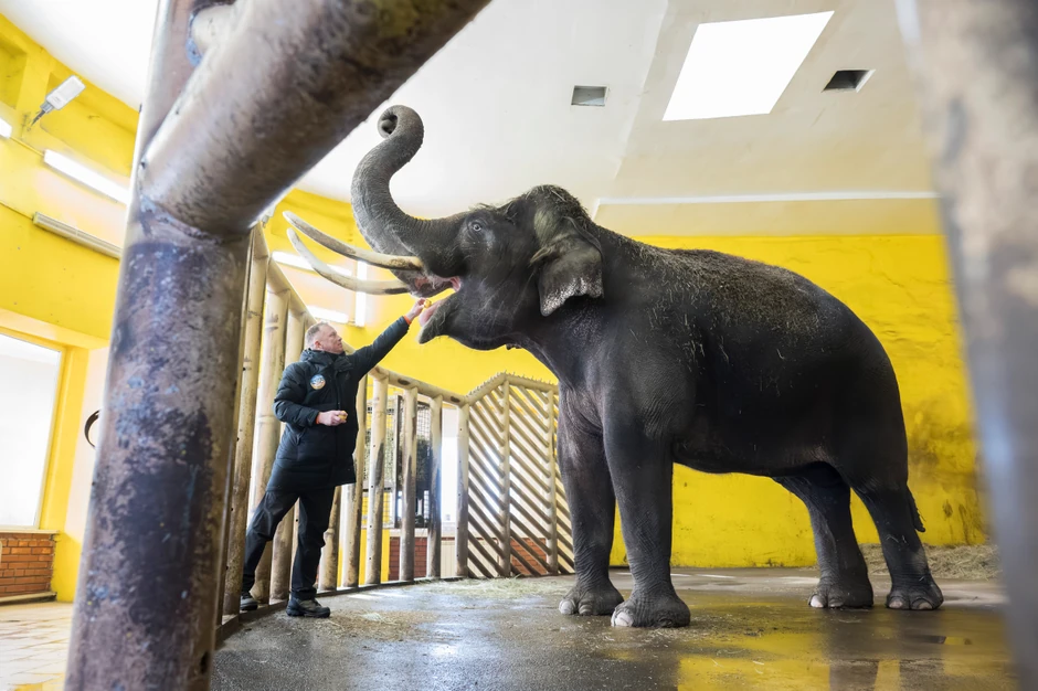 Direktor Zoo vrta u Ukrajini Kirilo Trantin 