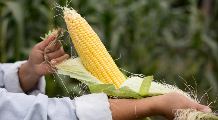 Mostantól te se dobd ki a kukorica bajszát Fotó: Getty Images