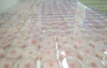 Fusarium-izolátumok-laboratóriumban