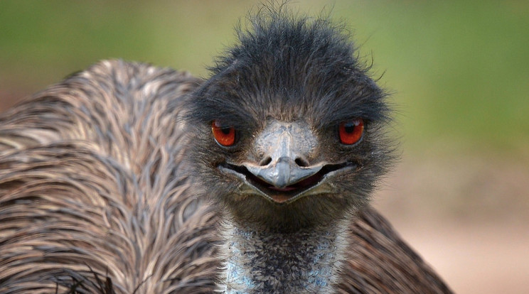 Az emu után hajtóvadászat indult - egyelőre csak a neten (illusztráció)