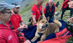 Wycieńczony pies nie chciał zejść ze szczytu. Potrzebna była pomoc ratowników