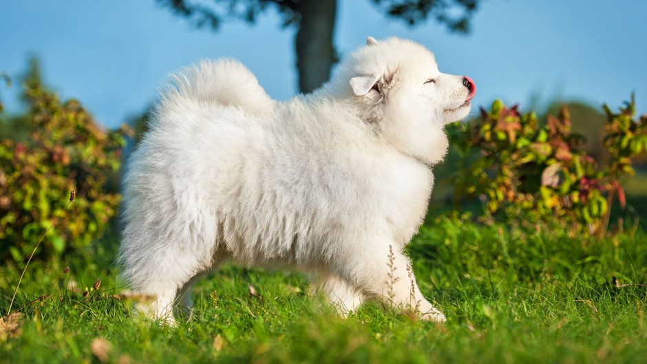 Samojed