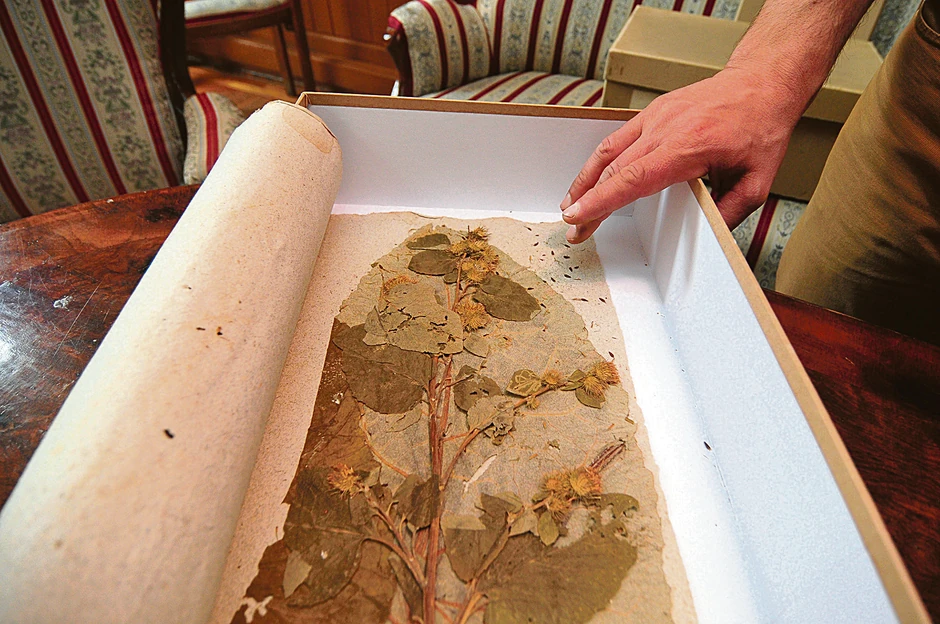 U herbarijumu su biljke iz Srema, ali i s Jamajke, iz Sibira, Kalifornije...