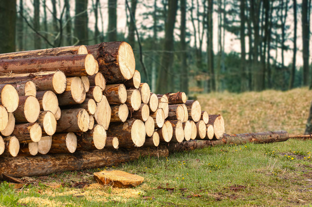 Zmiany w systemie sprzedaży drewna. Lasy Państwowe podały datę