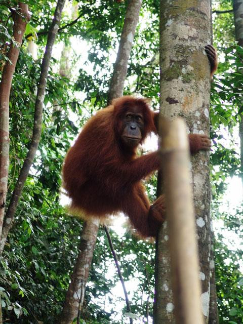 Galeria Indonezja - Orangutany z Sumatry, obrazek 14