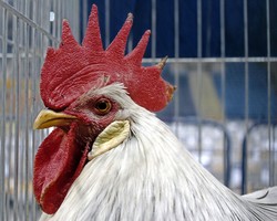 Zapłaci 200 euro, bo kogut piał za głośno