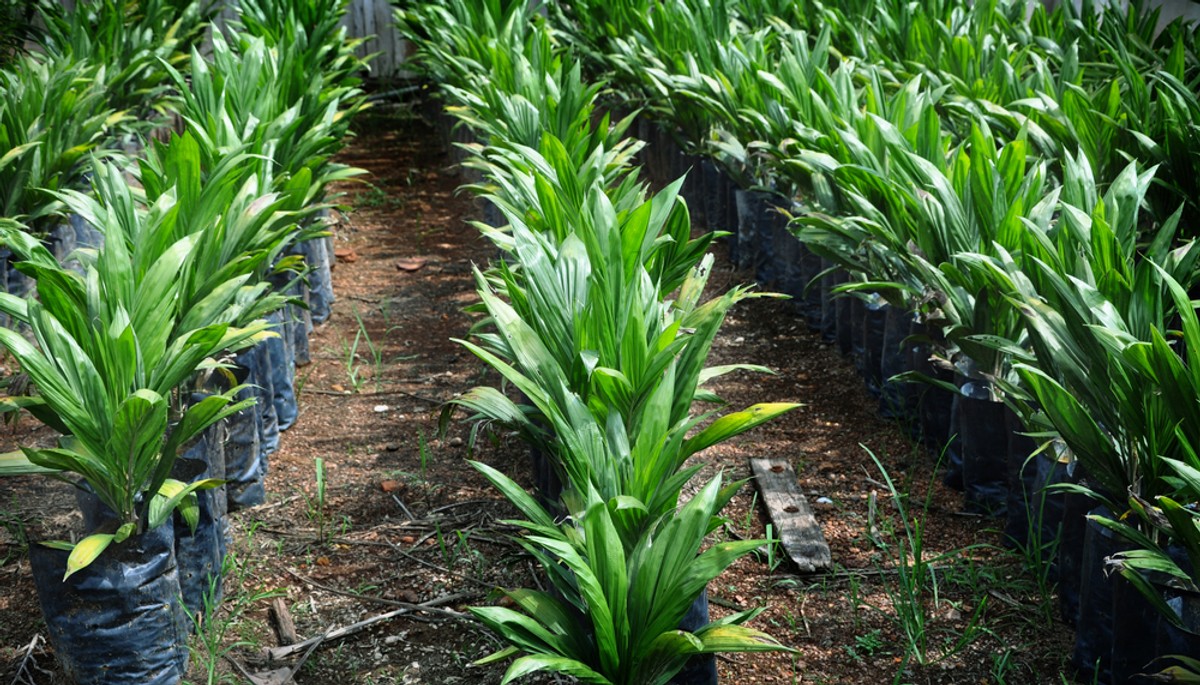 Plantacja oleju palmowego