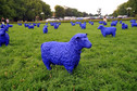 Niebieskie owce pasą w Szczecinie