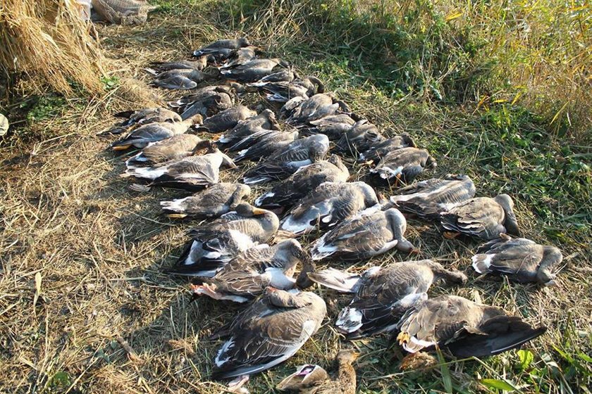 Za chwilę zginie 100 tysięcy dzikich ptaków! Czemu? Bo taka jest tradycja