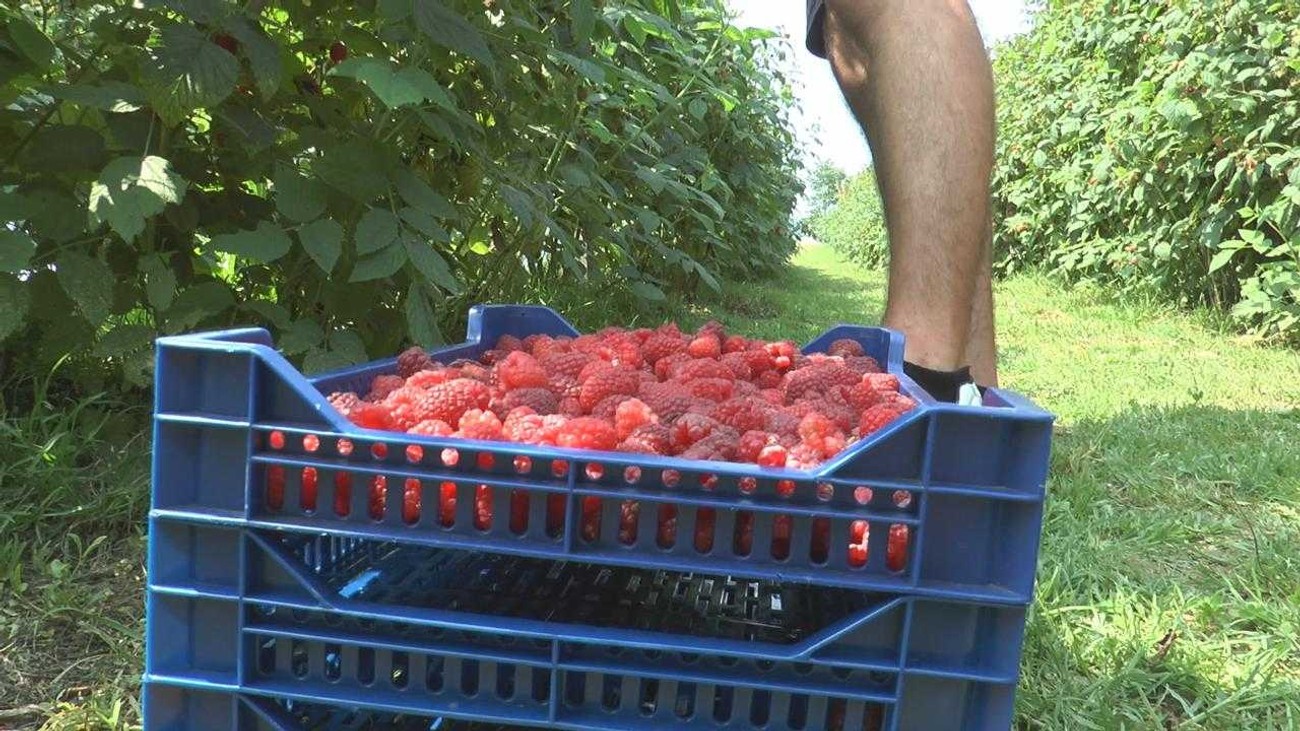 Alarmantno stanje u srpskim malinjacima: Nikad kraća berba crvenog voća