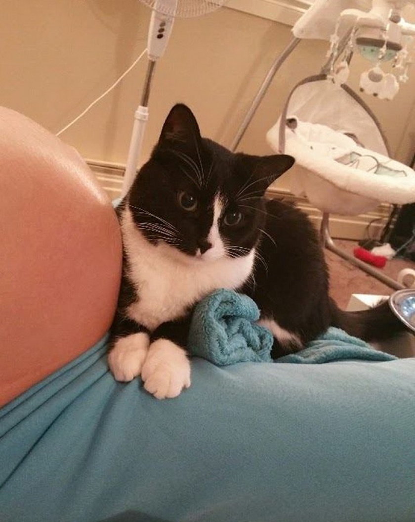 Kotka Panda pokochała Seana jeszcze przed jego urodzeniem