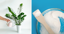 Wystarczy jedna tabletka, a zamiokulkas wypuści nowe pędy. Niezastąpiony nawóz do roślin