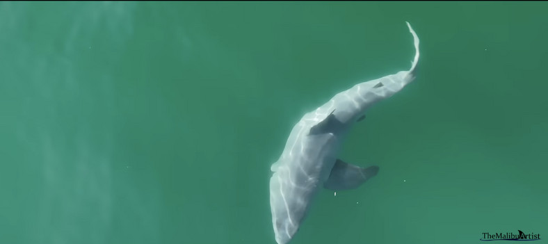 Żarłacz biały na zdjęciach youtubera