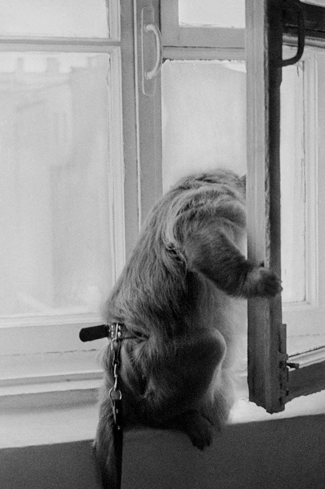 Zdjęcie małpki, które Masza zrobiła zanim umieszczono ją w zakładzie psychiatrycznym. Leningrad, 1978 rok. 