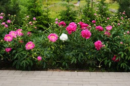 rozpuszczam w wodzie i podlewam piwonie w kwietniu, żeby bogato obsypały się kwiatami. ekologiczne nawozy do piwonii na wiosnę