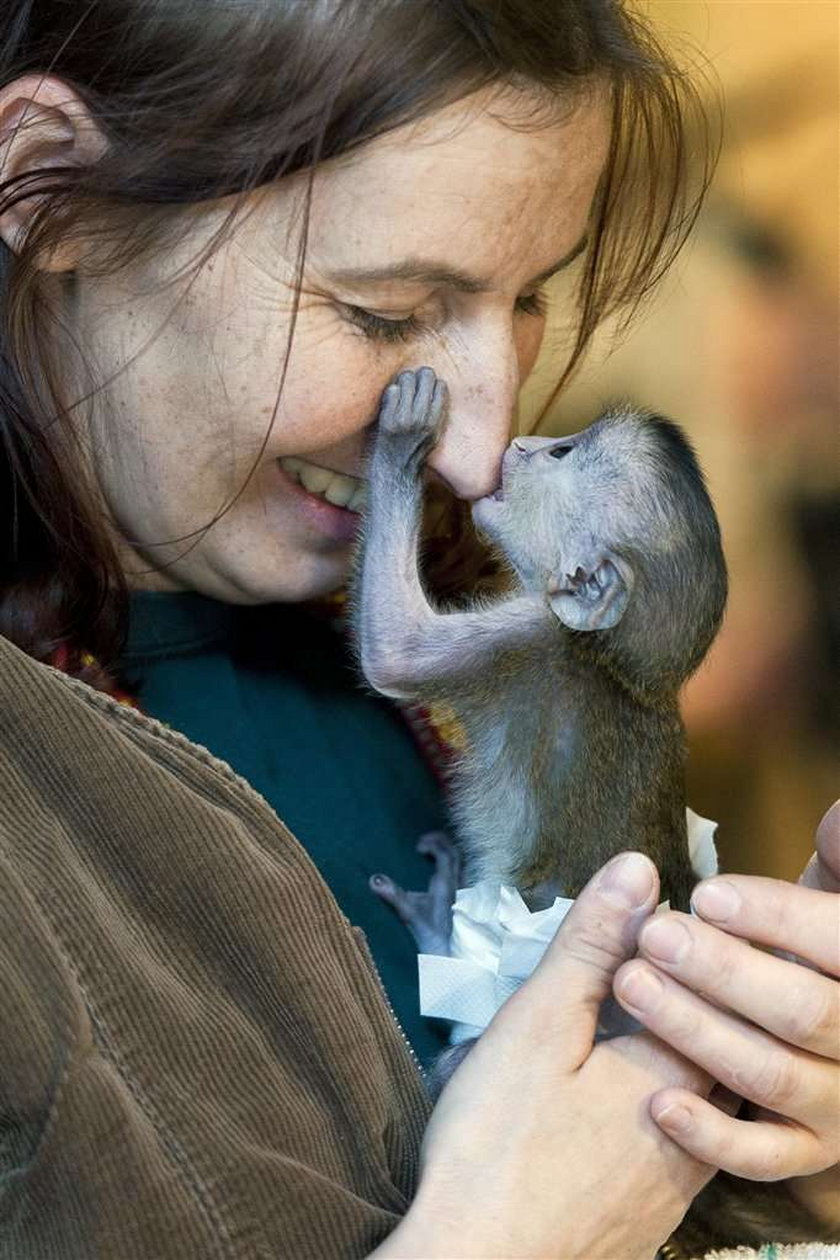 Karmi małpkę jak niemowlaka. FOTY