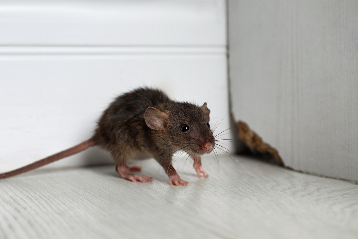 Naphthalene will not drive away mice, it can be harmful to humans. (illustrative photo)