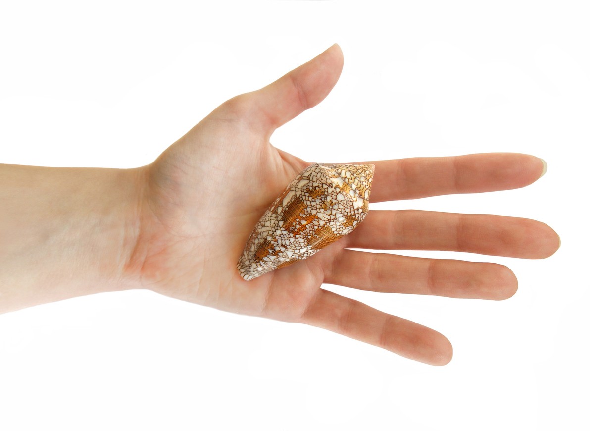 Nebezpečná mušľa Homolica mapová. 