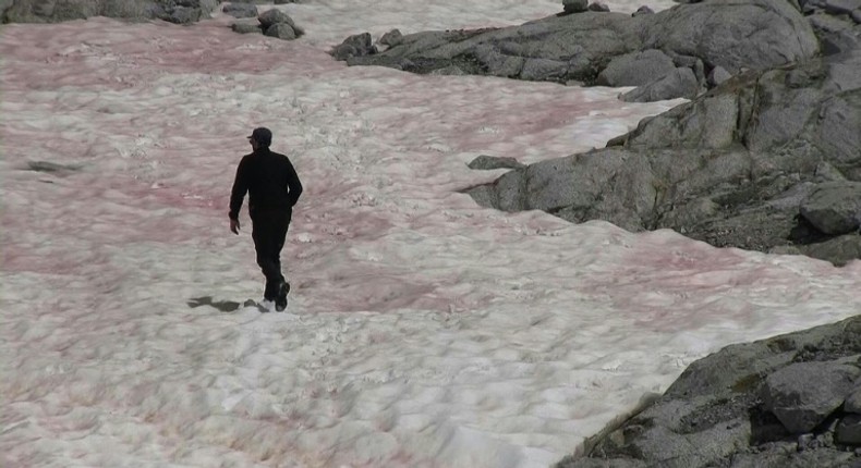 In a first for Italy, pink snow is observed on parts of the Presena glacier, in the north of the country. The phenomenon is caused by algae that develops when snow melts, simultaneously colouring the ice a darker colour. In a vicious circle, the algae in turn increases the rate at which the snow melts by accelerating the absorption of radiation. Biagio Di Mauro, a researcher from the National Research Council is investigating the phenomenon.