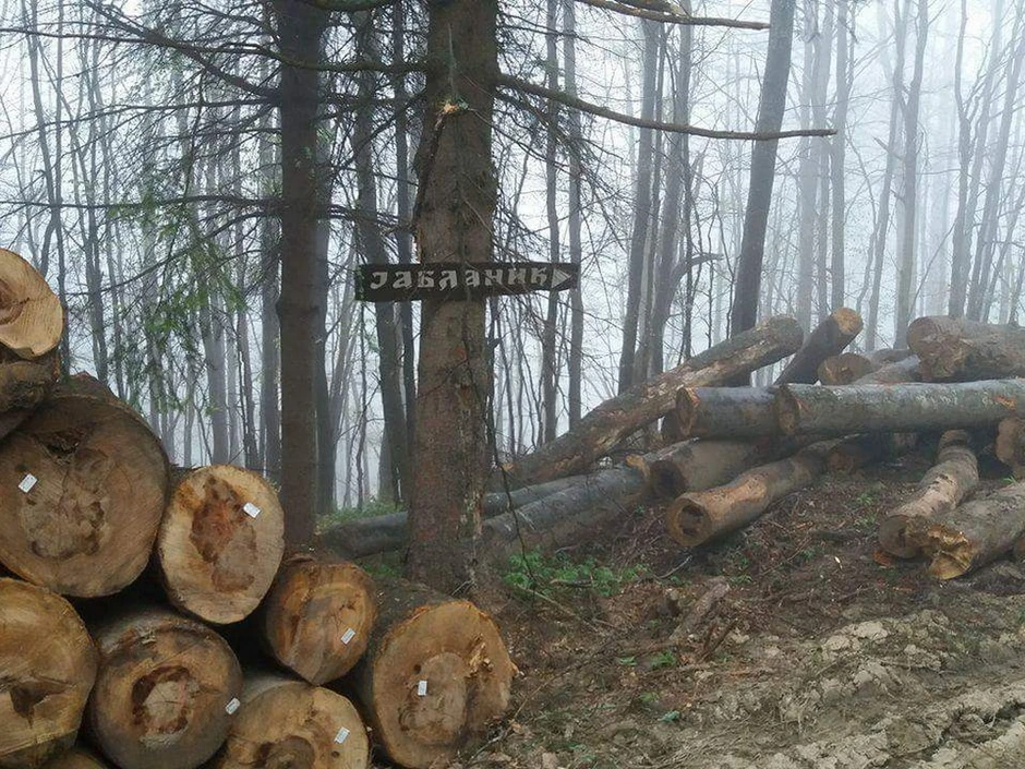 Po podacima RZS, prošle godine je u šumama Srbije isečeno 3,4 miliona kubika drveta