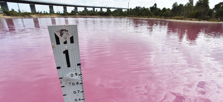 Jezioro Westgate zabarwiło się na różowo