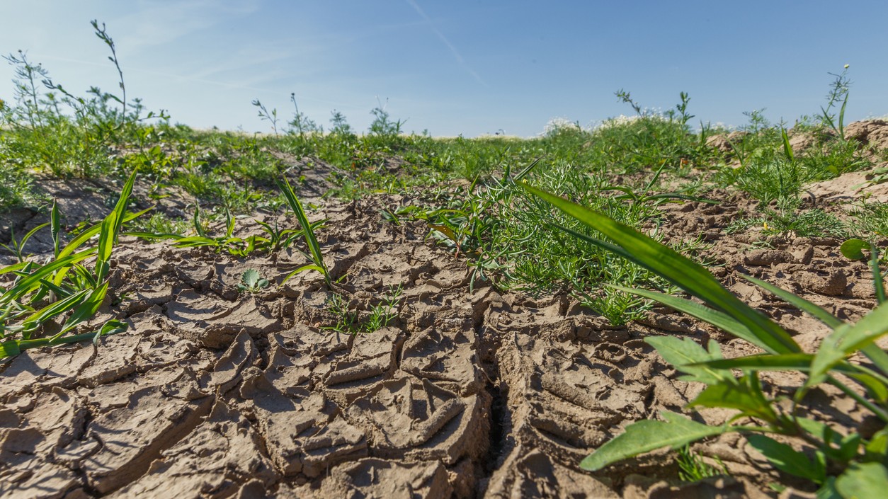 Sucho sa prejavilo aj na poľnohospodárskych plodinách a lesných porastoch. (ilustračné foto)