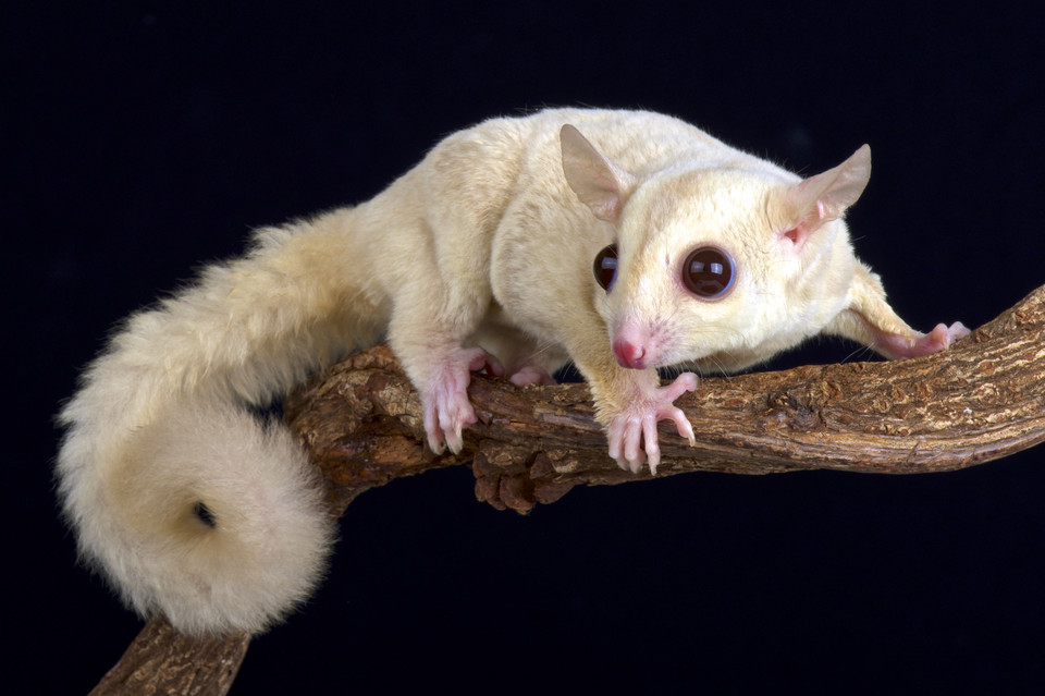 Zwierzęta z albinizmem