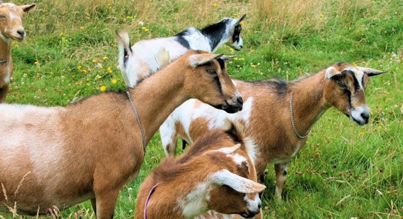 Jigawa Govt. empowers women with 660 goats