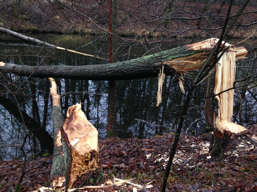 Takie szkody to codzienność pozostawiona przez bobry na Warmii i Mazurach. Tylko w rolnictwie straty  w ubiegłym roku przekroczyły 4 miliony złotych. Straty w hydrologii i leśnictwie są nieocenione!