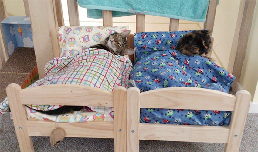 Lepše je spavati u društvu pod toplim pokrivačem