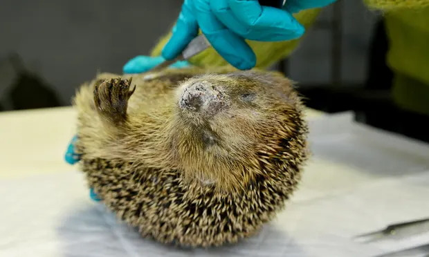 Prawie 700 martwych jeży zostało zebranych i zbadanych w ramach obywatelskiego projektu Danish Hedgehog Project