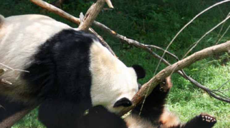 Anyja mentette meg a zuhanó pandabocsot