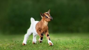 Błyskawiczny i trudny QUIZ o przysłowiach ze zwierzętami. 100 proc. dla tęgich umysłów