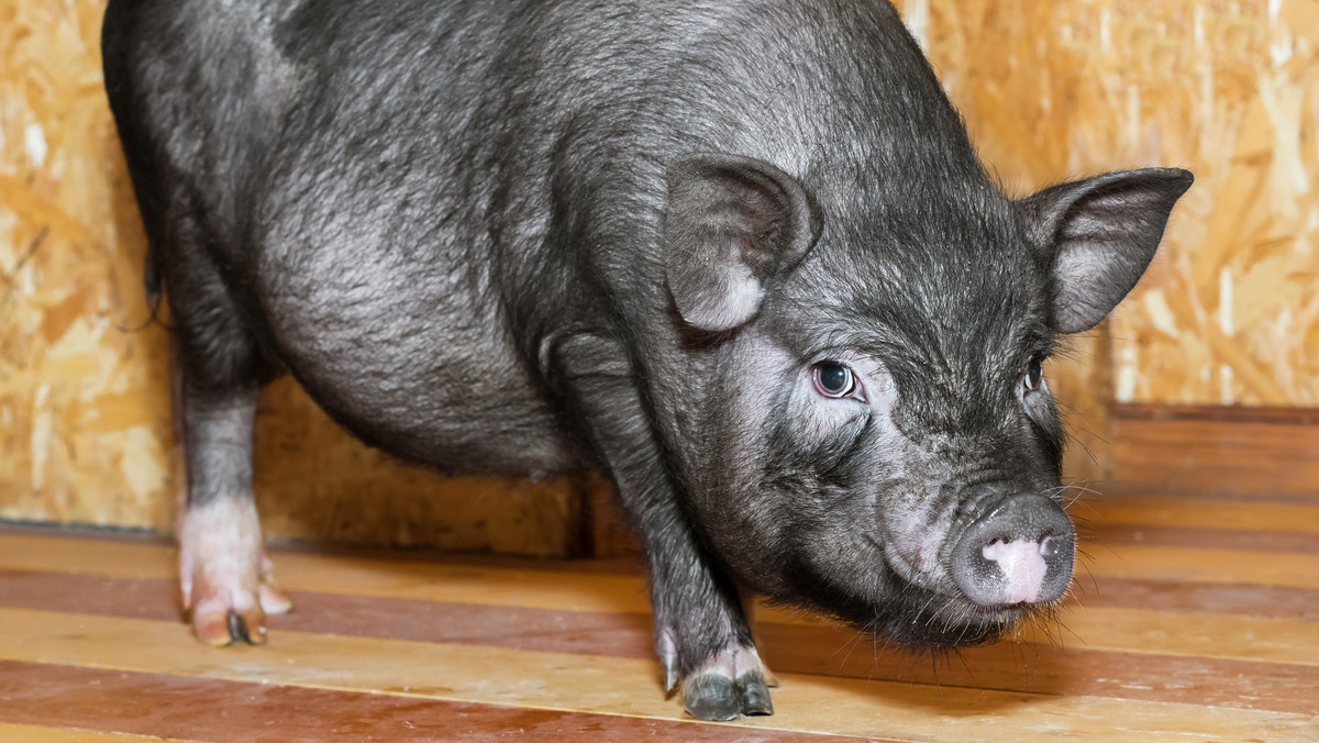 Warszawa: Myśleli, że spotkali dzika, a była to duża świnka wietnamska