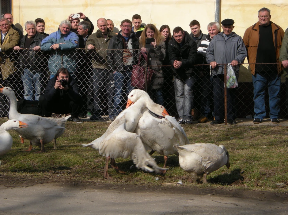 Finalna borba "Gusanijade"