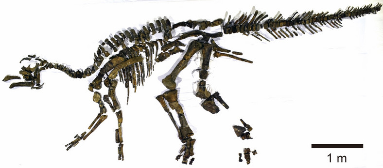 Szkielet nowo odkrytego dinozaura, fot. Uniwersytet w Hokkaido