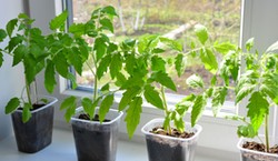 Kiedy wysiewać pomidory na rozsadę? Kiedy siać pomidory z nasion?