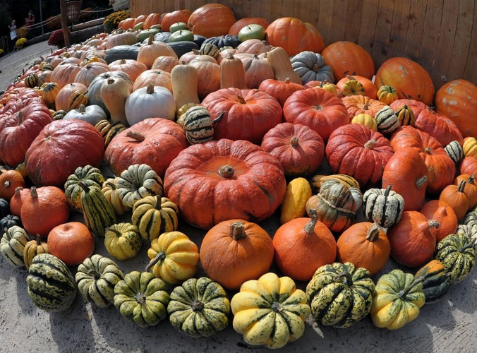 Dynia - smaczna i zdrowa