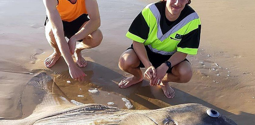 Olbrzym na australijskiej plaży. Co to jest?