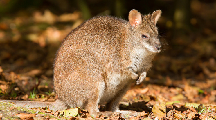 A wallaby egy Queenslandben őshonos kisebb kenguruféle /Fotó: Northfoto