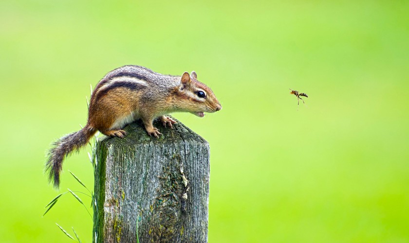 To jeden z najpóźniej zidentyfikowanych przez prof. Howarda Gardnera rodzajów inteligencji. Inteligencja ta to zdolność do rozpoznawania i rozróżniania różnych typów roślin, zwierząt, formacji pogodowych, które można spotkać na Ziemi. Prof. Gardner uważa, że aby człowiek pierwotny mógł przeżyć, musiał w sobie wykształcić ten rodzaj inteligencji. Dziś inteligencja naturalistyczna służy nam do rozpoznawania nie tylko świata natury, ale także wytworów działalności człowieka.  Wykorzystując ją, używamy wszystkich zmysłów.