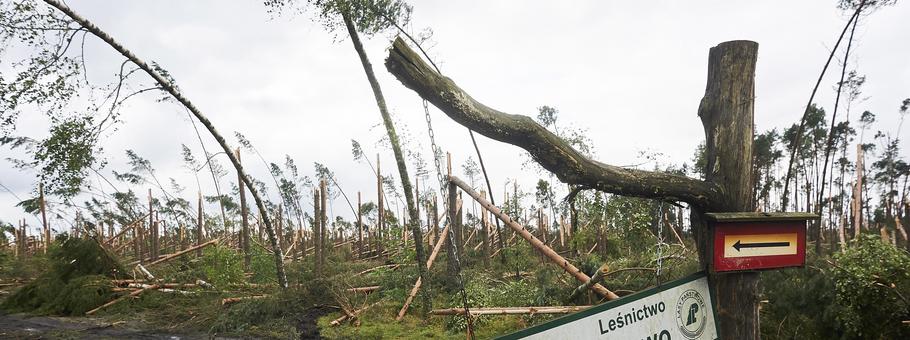 zniszczony las Suszek