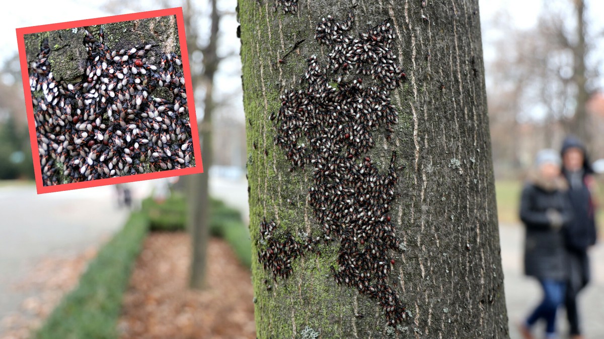 skupieniec lipowy, pluskwiak