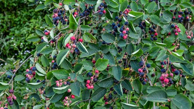 Są zdrowsze od borówek, hamują starzenie i mają więcej potasu niż banany. Mało kto ma ten krzew w ogrodzie