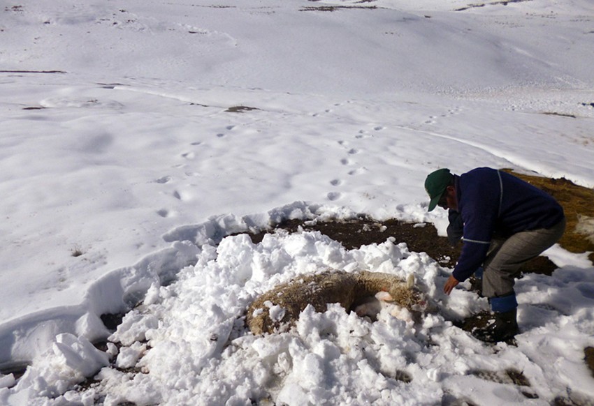 Peruanski stočar odnosi tela divljih lama uginulih od hladnoće