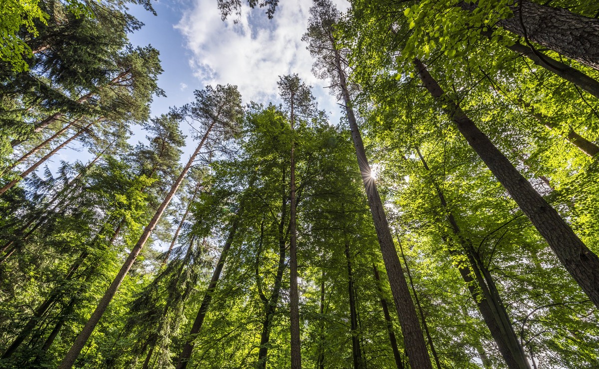 Lasy Państwowe kupują, ale się tym nie chwalą. Mimo że mają taki obowiązek