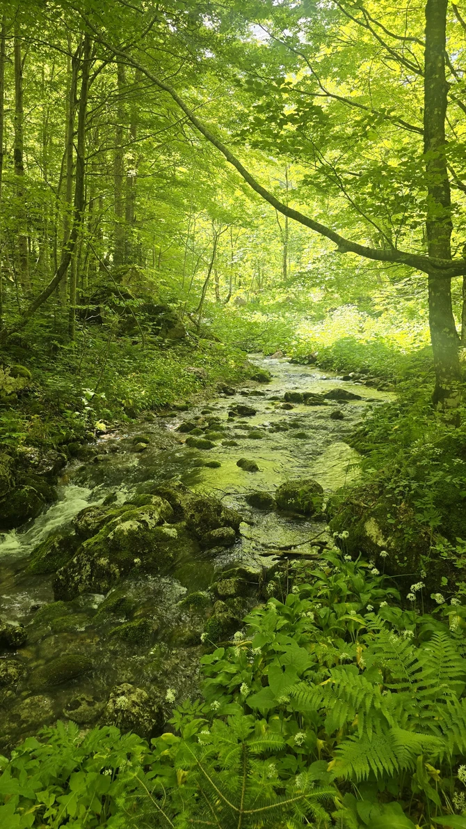 Veličanstvena reka Sušica